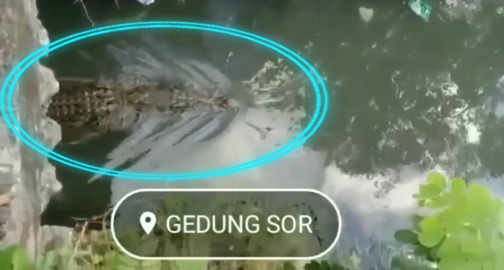 Heboh seekor Buaya muncul dari bawah gorong-gorong di jalan raya kawasan Gedung SOR Laode Pandu, Kabupaten Muna, Sulawesi Tenggara (Sultra), pada Rabu (14/09/2022). Foto: Tangkapan layar.