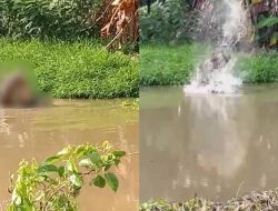 Tragis! Jaring Ikan, Pria Ini Diterkam Buaya di Sungai Wunggoloko Koltim