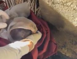 Pemulung di Kendari Temukan Mayat Bayi Laki-Laki dalam Tas di Tempat Pembuangan Sampah